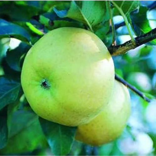 Jardin & idées：Pommier Belchard ®. Le pot de 10 litres forme gobelet