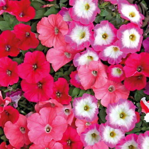 Jardin à embellir：Petunia - La barquette de 4 plants