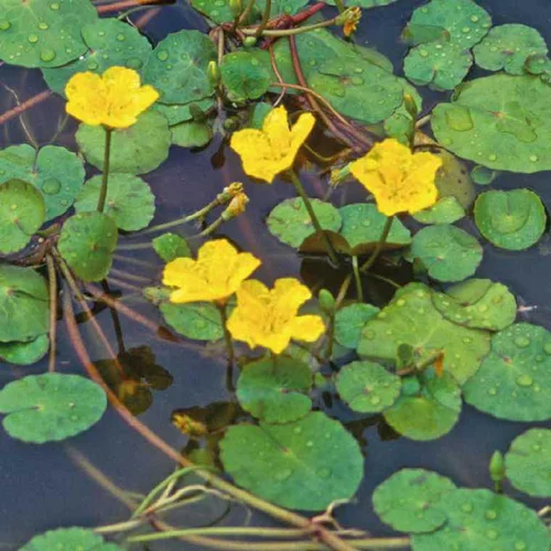 Pratique au jardin:Petit nénuphar godet 9x9 cm