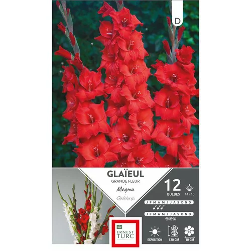 Pour un extérieur agréable:Glaïeul Magma rouge Ernest Turc - 12 bulbes