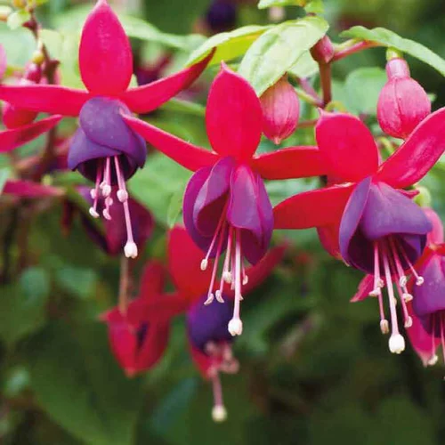 Une idée maline pour le jardin:Fuchsia Nain rouge violet - Le pot de 9 x 9 cm