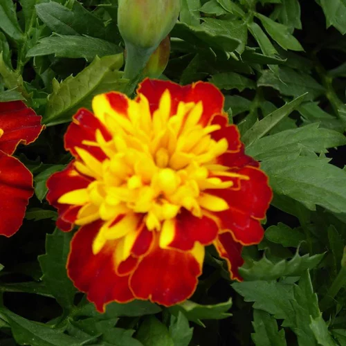 Jardin simple:Œillet d'Inde - Le pot de 10.5 cm