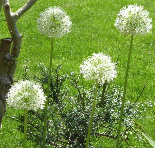 Pour équiper le jardin：Allium 'Mount Everest'. Le pot de 1 litre
