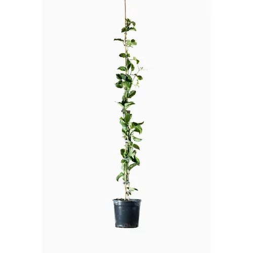 Pour vos espaces verts:BIGNONIA CHERERE. Le pot de 7 litres