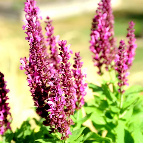 Bien pensé jardin：Sauge des bois salvia sensation bleue en pot de 2 L