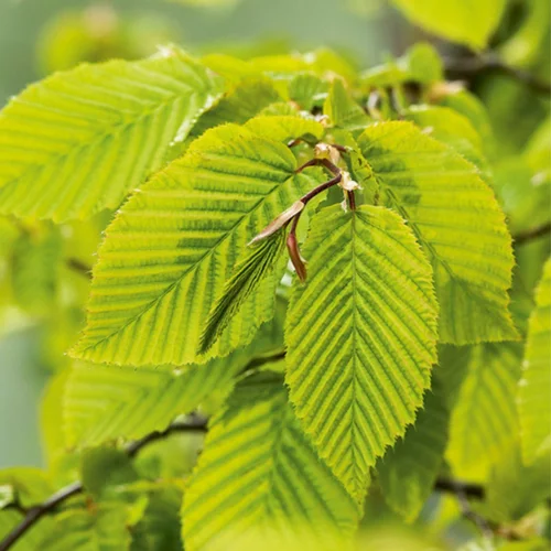 Jardin pratique：Charme commun (Charmille) vert. Le pot de 3 litres