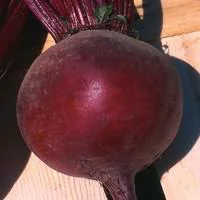 Pour vos aménagements extérieurs：Betterave Rouge Bio. La barquette de 3 plants