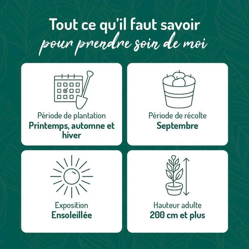 Pour tous les jardins:Vigne Alvina. Le pot de 2 litres