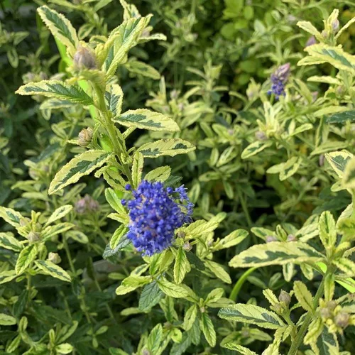 Extérieur tendance：Ceanothus Thyrsiflorus El dorado bleu – C4