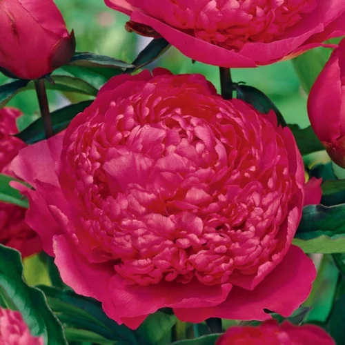 À avoir pour l’extérieur：Pivoine Général MacMahon - Le pot de 2 litres