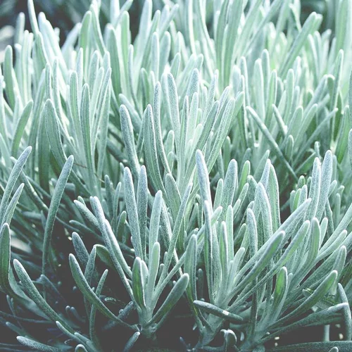 Tout au jardin:Immortelle d'Italie ou Hélichryse au feuillage gris - Le pot de 0,5 litre