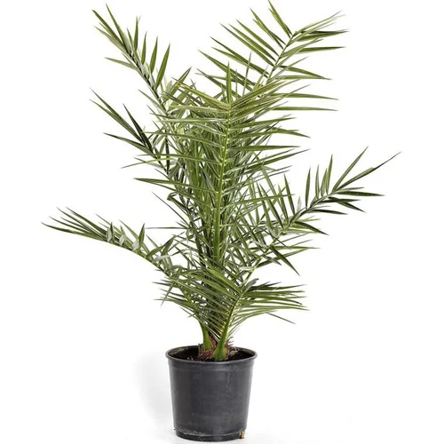 Pour plus de confort au jardin:Phoenix Canariensis vert ou Dattier des Canaries. Le pot de 5 L