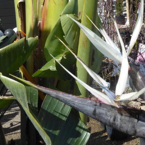 Pour mieux équiper votre jardin:Oiseau de Paradis blanc. Le pot de 15 litres
