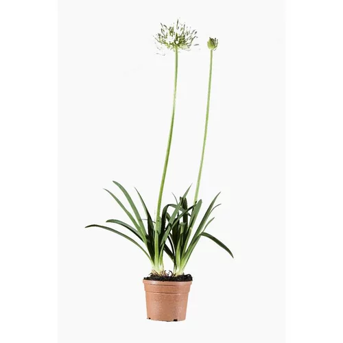 Bien pensé extérieur：Agapanthus Africanus Albus (Agapanthe d’Afrique) en pot de 3 L blanc