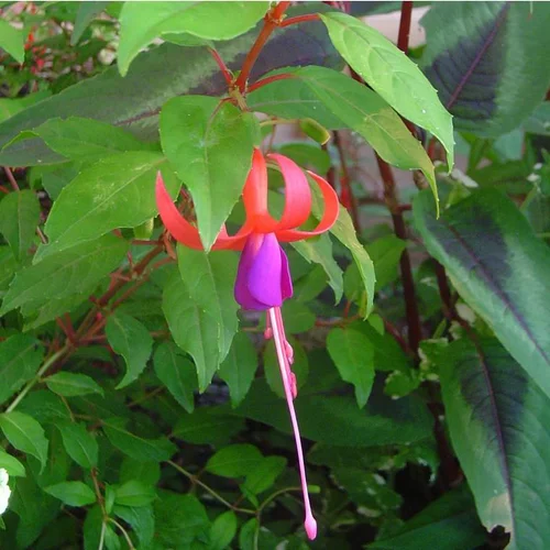 Extérieur équipement：Fuchsia Riccartonii - Le pot de 3 litres