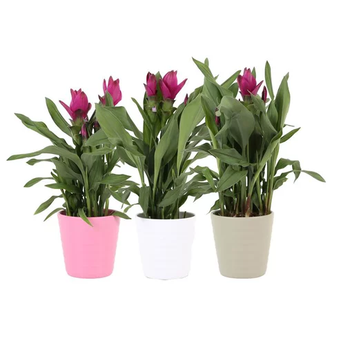 Jardin plaisir:Curcuma siam splash coloris vert pot en céramique- Ø 12 cm