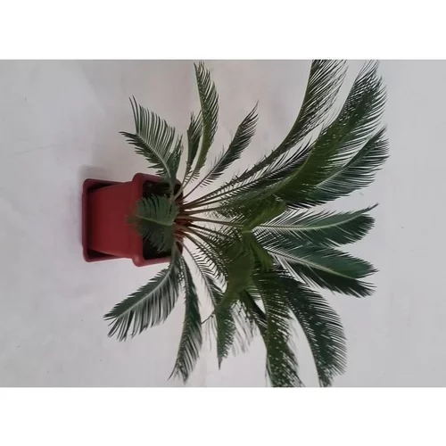 Jardin simple:Cycas Revoluta ou faux palmier vert en pot carré de 13,5 L
