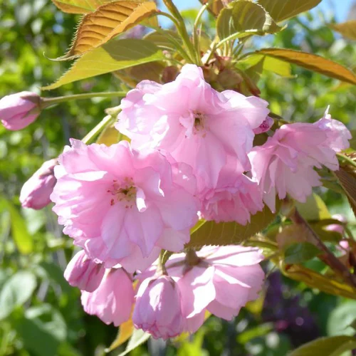 Nature facile:Prunus Accolade rose. Le pot de 7,5 litres, 120/150 cm