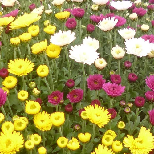 Loisirs au jardin:Chrysanthème multifleurs - Avec cache-pot