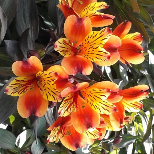 Jardin complet：Alstroemeria - La coupe de 35 cm
