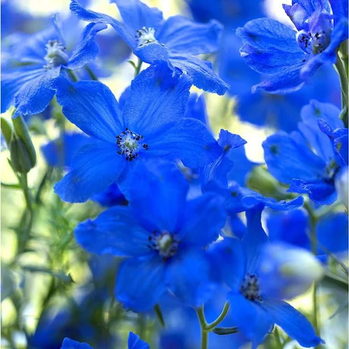Jardin confort plus:Delphinium Nudicaule - Le pot de 3 litres
