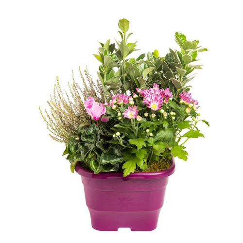 Nature extérieur：Composition d'extérieur mélange violet rose - Le pot de 25 x 25 cm
