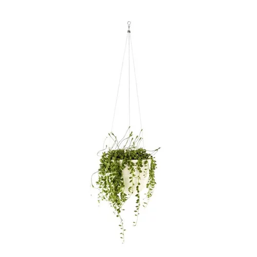 Pour plus de confort au jardin:Senecio Rowleyanus Ø12xH10 cm