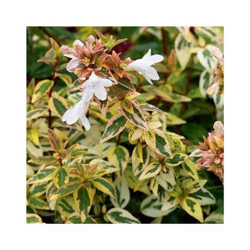 Pour personnaliser votre jardin：Abélia (ABELIA GRANDIFLORA KALEIDOSCOPE) - Le pot de 3 litres