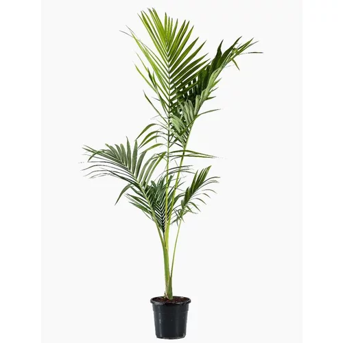 Nature pour le jardin:Archontophoenix Alexandrae. Le pot de 9 litres