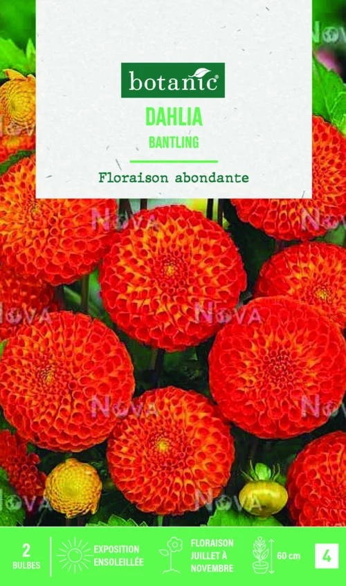 Une touche pratique à l’extérieur：Bulbes de fleurs Dahlia Pompon Bantling botanic® - 2 bulbes