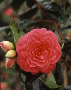 Une idée pour votre jardin：Camélia Japonica variée 40/50. Le pot de 4 litres