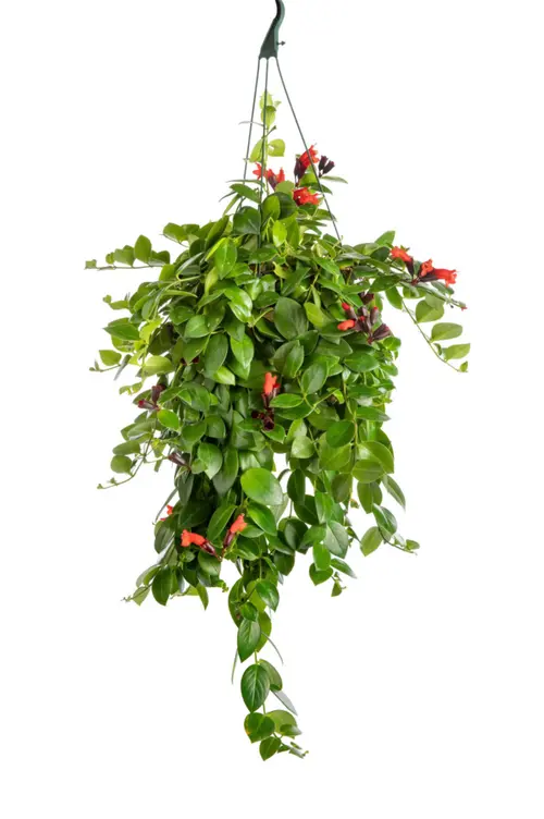 Jardin en douceur:Aeschynanthus Mona Lisa vert. La suspension Ø 15 cm