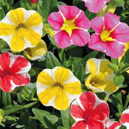 Jardin & extérieur：Calibrachoa étoilé - Le pot de 9 x 9 cm