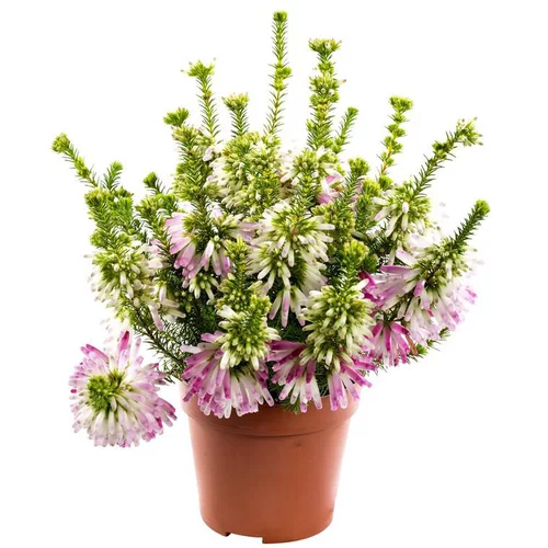 Jardin à adopter：Erica Colorans - Le pot de 1 litre