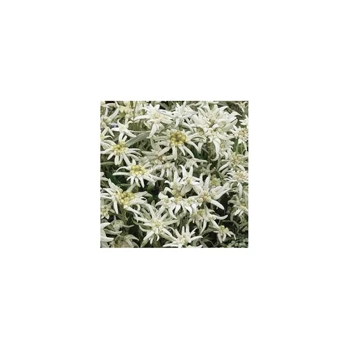 Nature utile:Edelweiss - Le pot de 1 litre
