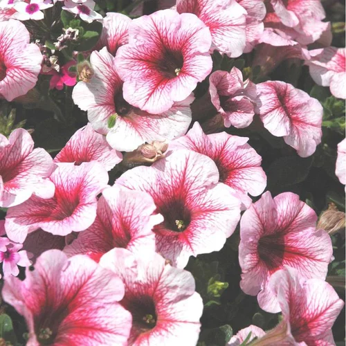 Bien pensé extérieur：Pétunia retombant. Le pot de 6 litres avec soucoupe