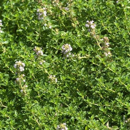 Votre jardin：Thym Citron Bio. Le pot de 1 litre