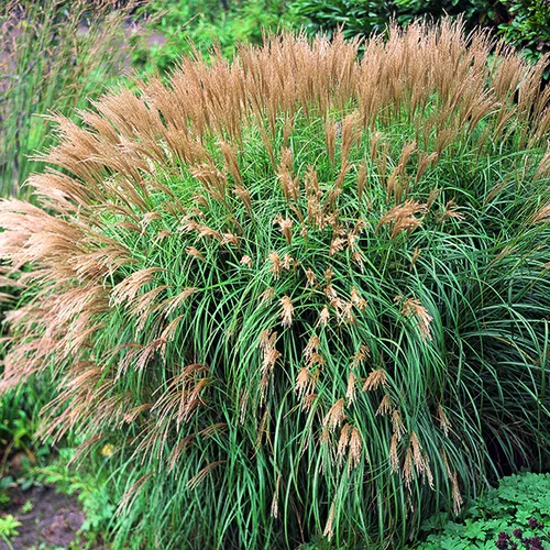 Pour l’extérieur:Miscanthus sinensis Yaku Jima vert botanic®. Le pot de 4 litres