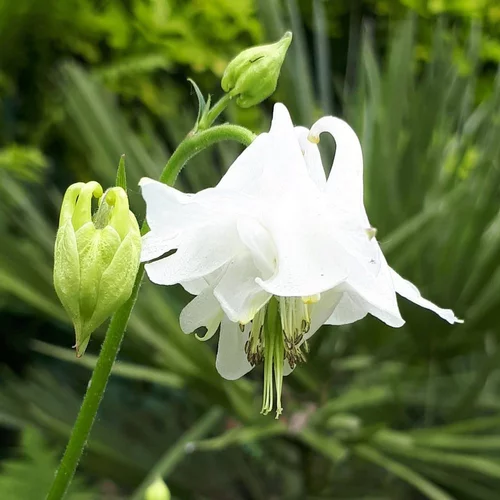 Côté végétal：Aquilegia Caerulea Kristall (Blanc). Le pot de 9x9 cm