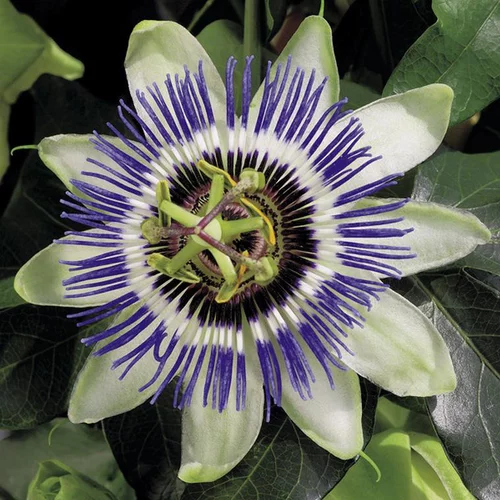 Ambiance jardin：PASSIFLORE CAERULEA. Le pot de 3 litres