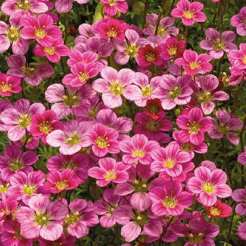 Pour transformer votre jardin:Saxifrage Mousse Rose - Le pot de 9 x 9 cm