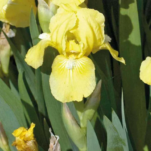 Adapté au jardin：Iris Nain jaune - Le pot de 9 x 9 cm