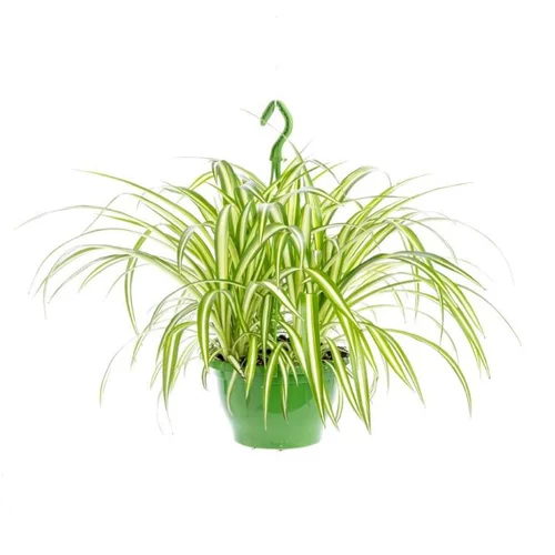 Pour plus de praticité au jardin:Chlorophytum - La suspension diam 27 cm