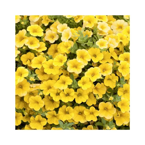 Pour tous vos besoins jardin：Calibrachoa duo orange & jaune - Le pack de 6 plants
