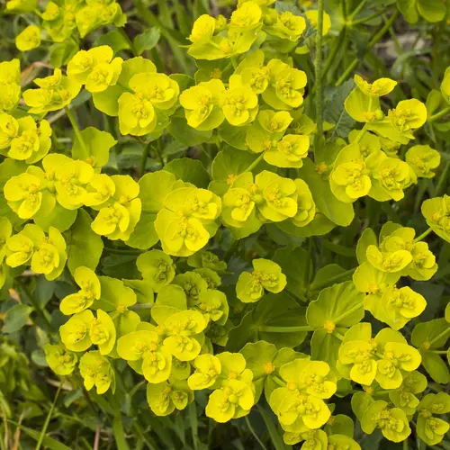 Jardin service：Euphorbe petit cyprès botanic®. Le pot de 9 x 9 cm