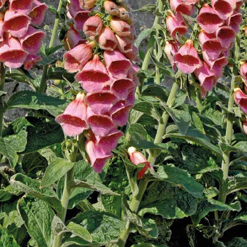 Idéal pour votre jardin:Digitalis Mertonensis - Le pot de 9 x 9 cm