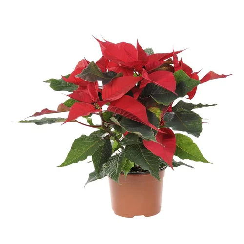 Nature maison:Poinsettia rouge en pot Ø 10.5 cm