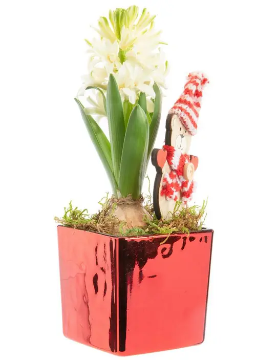 Un atout pour le jardin:Jacinthe x 1 pot carré rouge laqué - 8 x 8 cm