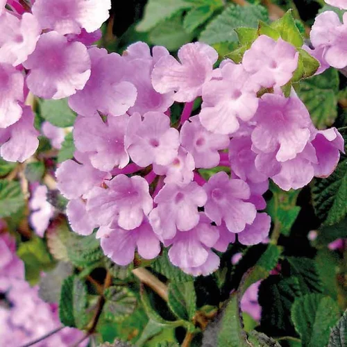 Adapté à vos extérieurs：Lantana Sellowiana à fleurs roses - Le pot carré bleu de 2,5 litres