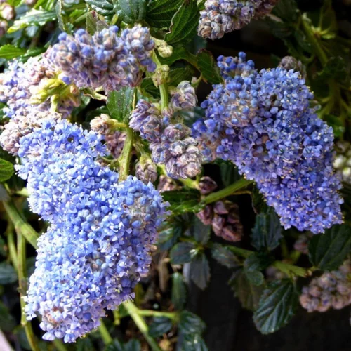 Jardin & extérieur:Ceanothe Thyrsiflorus en pot de 7 litres